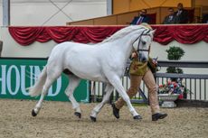 Vanessa Clark&rsquo;s nine-year-old Skargaardens Delicious Love scoops the M&M in-hand accolade at the 2021 Royal Windsor Horse Show