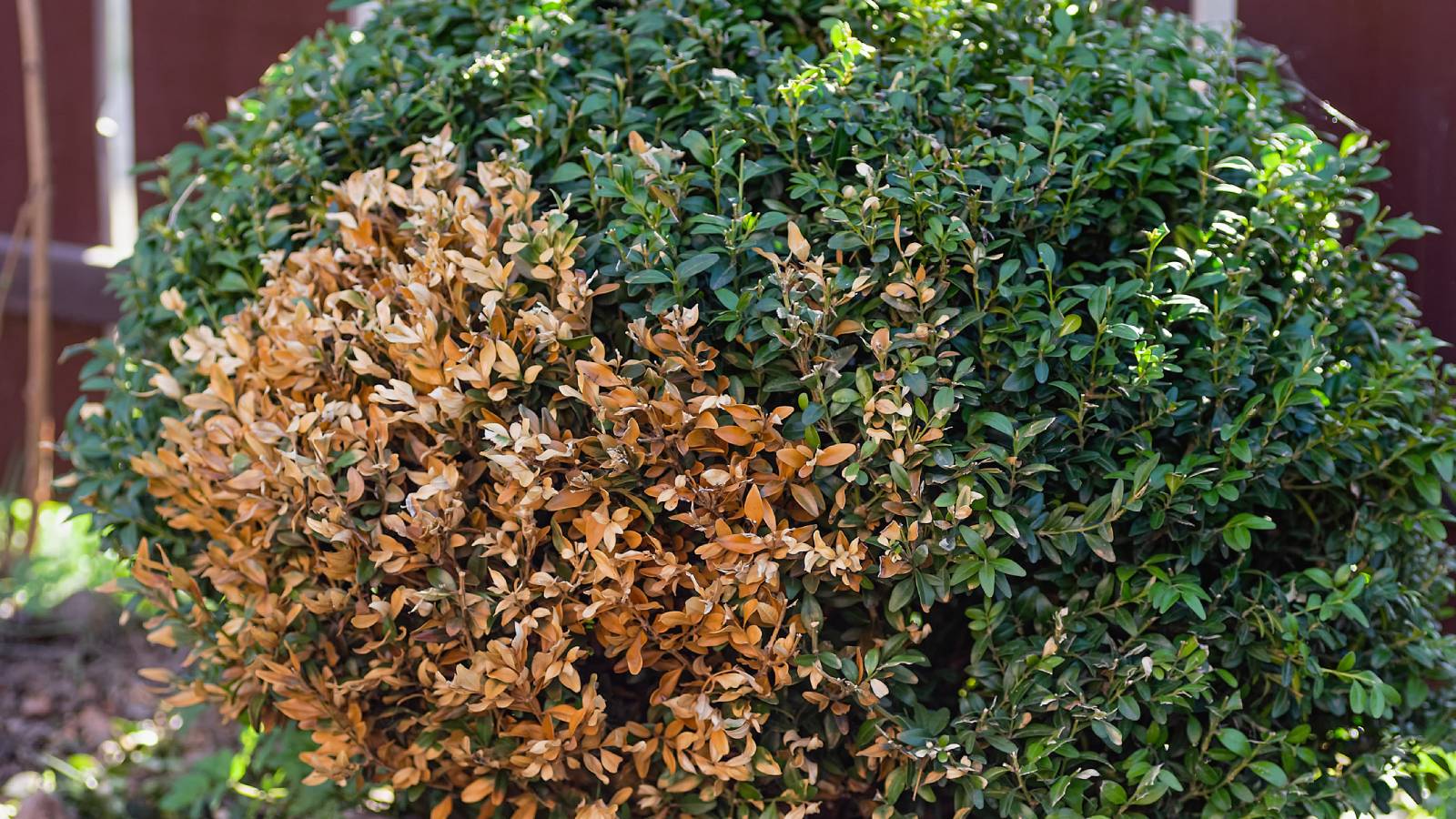A boxwood shrub with a large dead patch