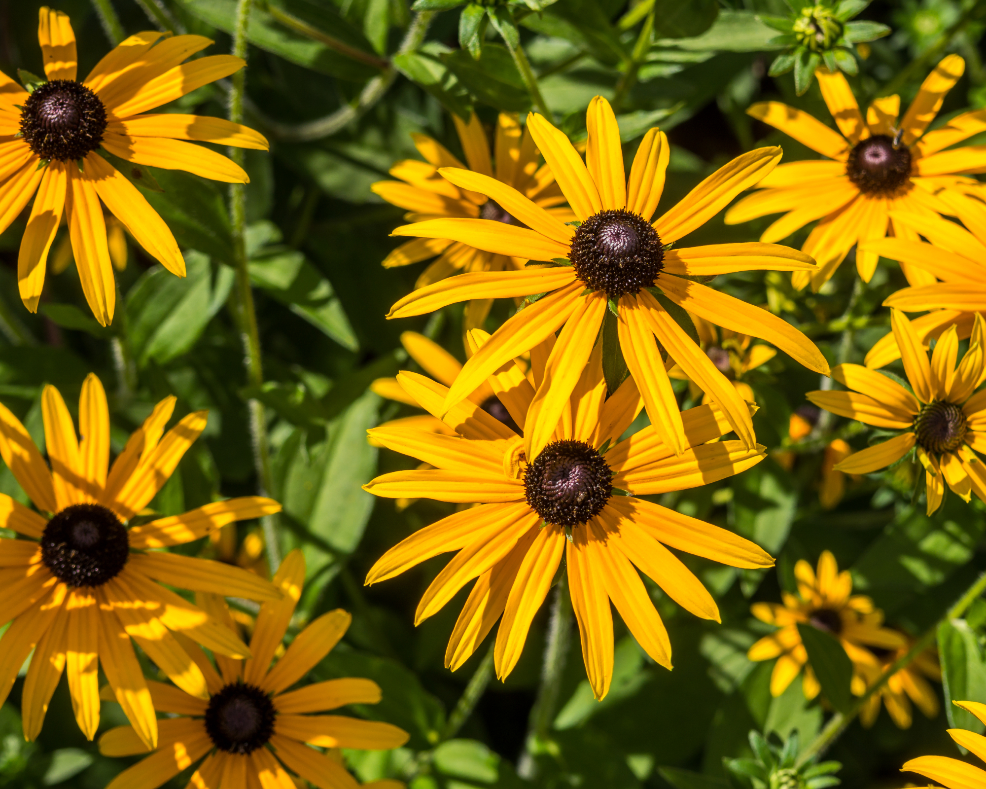 Yellow coneflower blooms in the garden