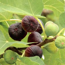 figs growing on tree 