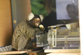 A wild marmoset eats a banana after pulling open the drawer on a puzzle box. It's possible that the marmoset learned how to open the box after watching a video of another marmoset do the same thing.