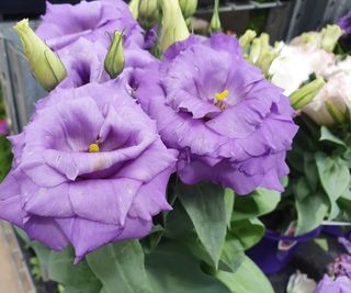 Purple lisianthus blooms