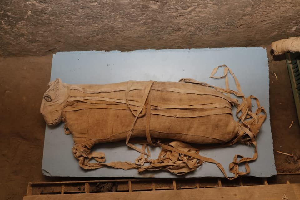 A large cat mummy found in the tomb was still wrapped up. It's not clear if this is one of the lion mummies or another large cat mummy.