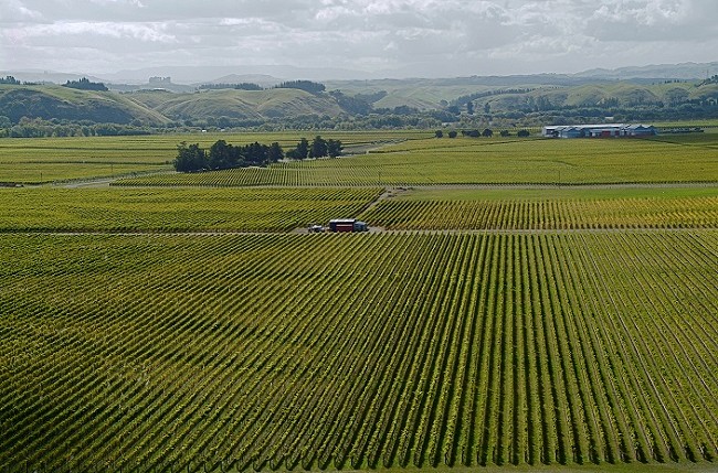 Villa Maria vineyards, Gimblett Gravels