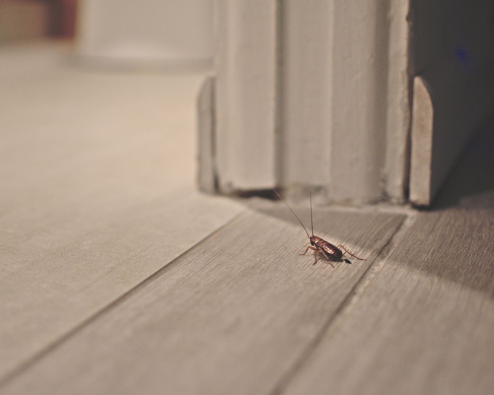 How to get rid of roaches the best ways to tackle them fast Real Homes