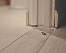 a cockroach on a wooden floor in a house