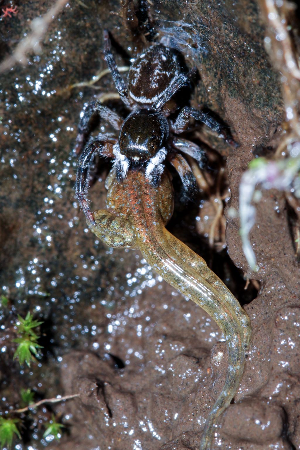 Jumping Spider Eating Tadpole (Photos) Live Science