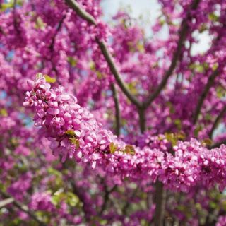 Judas tree