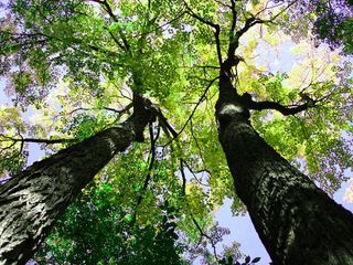 herbivores, plant eaters