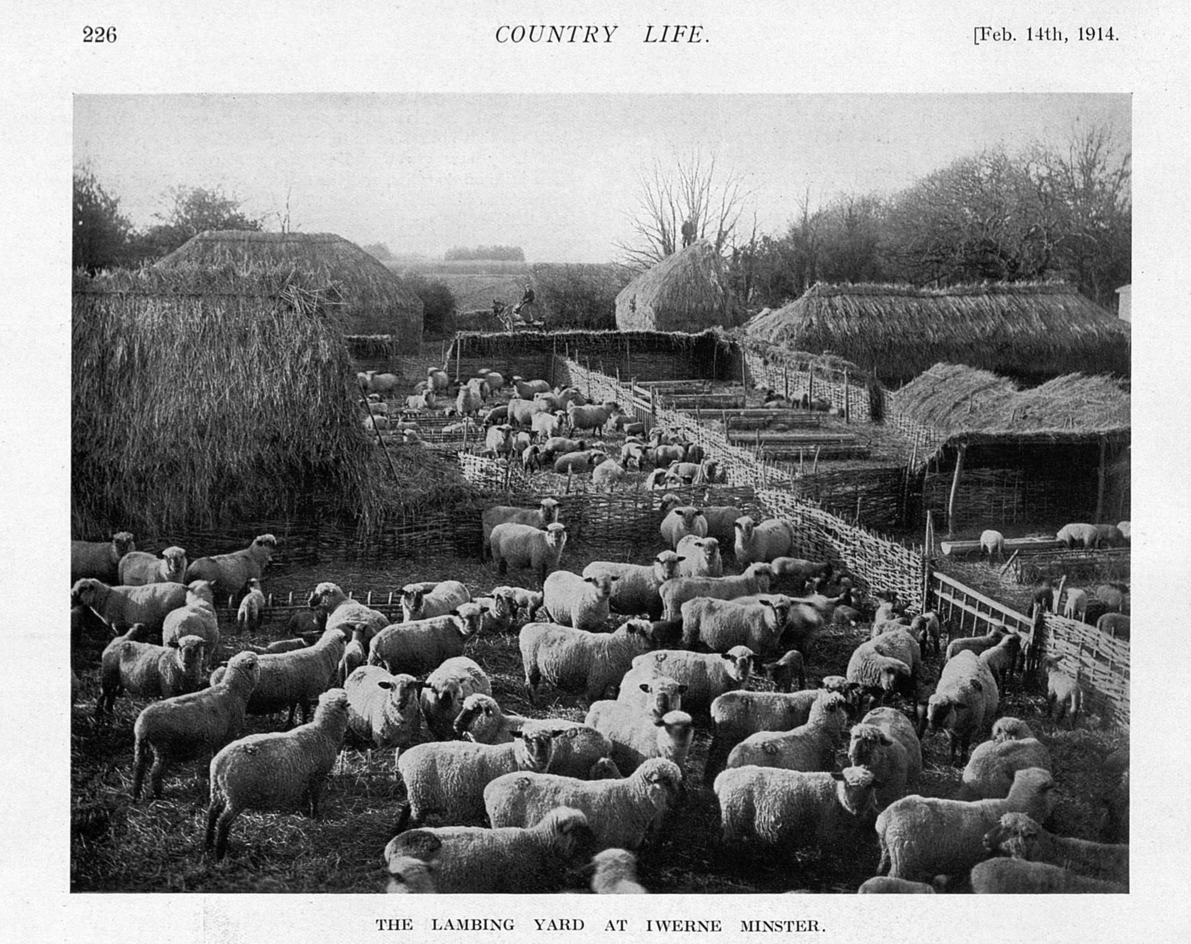 Iwerne Minster lambing yard