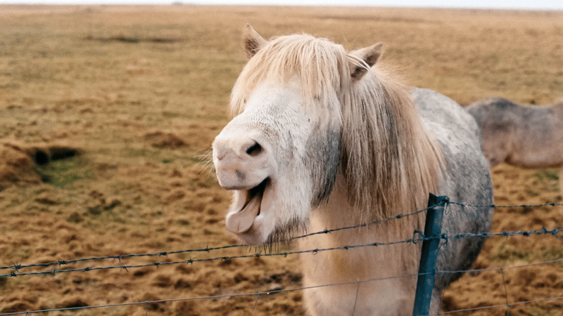 Motion gif of a horse braying