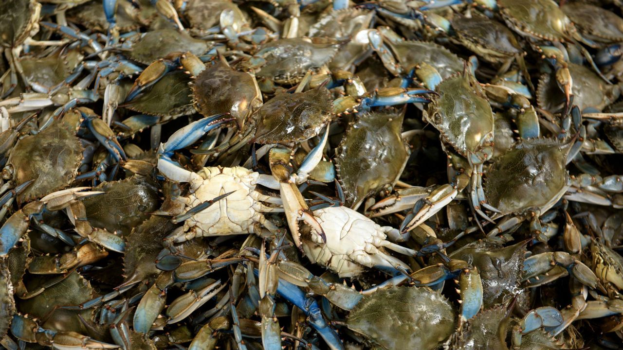 crabs.jpg