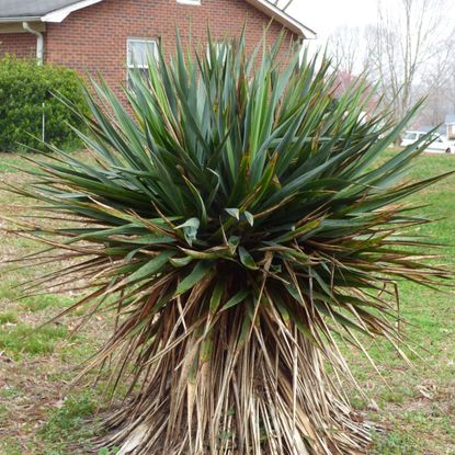 Brown Foliage On The Bottom Of A Yucca Plant