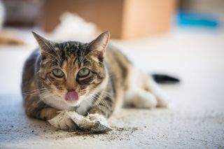 Should you reconsider giving catnip to your cat?