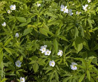 White flowers of the native anemone, Anemone canadensis, during summer