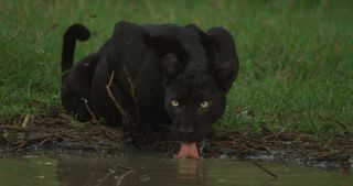 A male black leopard drinks water from a puddle