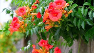 Trumpet Vine