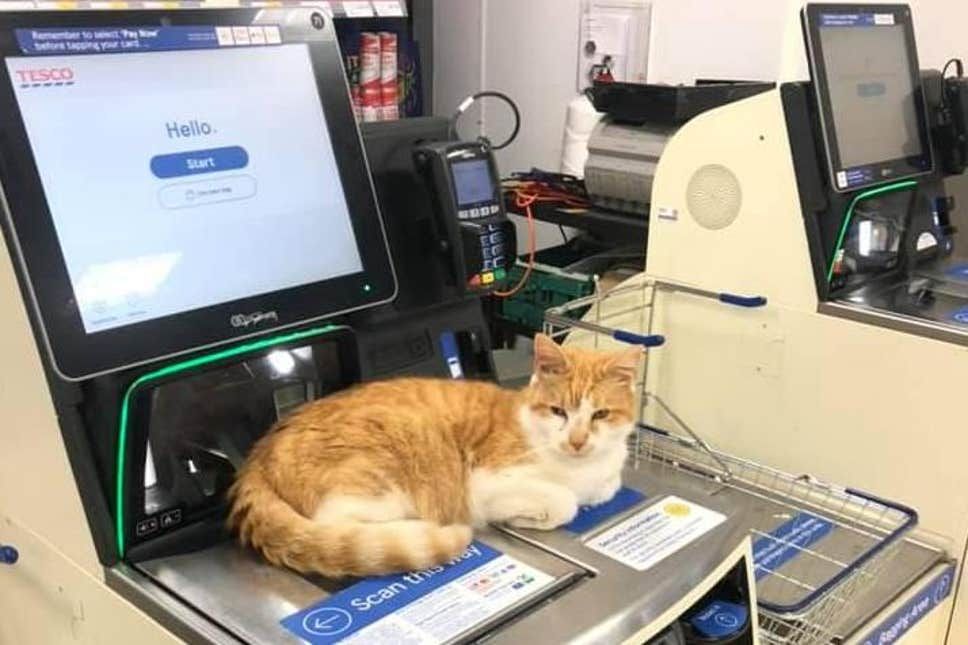 Cat at supermarket