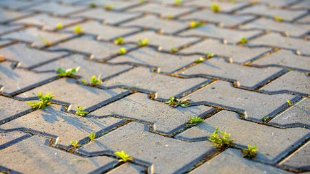 Weed plants growing between concrete pavement bricks