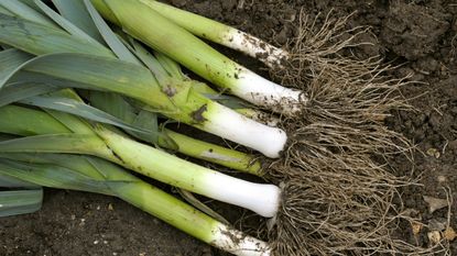 Leeks harvested from the ground