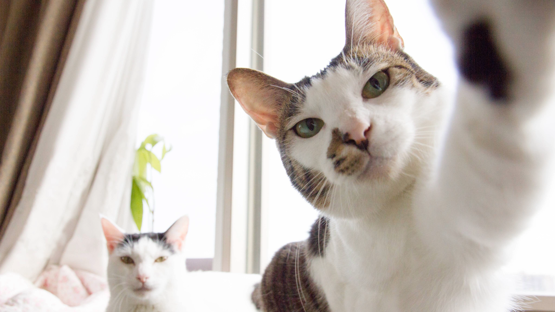 A cat holding paw to the camera like its taking a selfie while a cat in the background