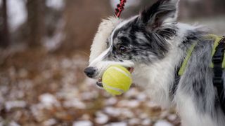 Dog doing recall games