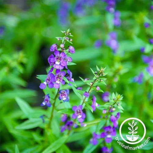 Angelonia Seeds - Serena