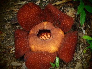Rafflesia are often nicknamed the “corpse flower.”