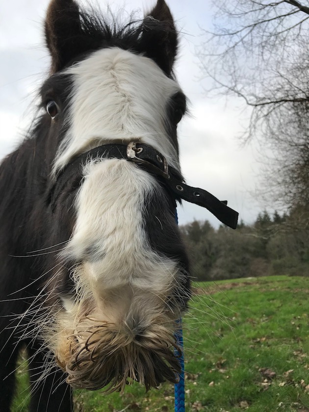 Filly2