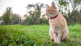 Cat wearing one of the best flea collars for cats