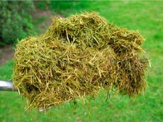 Pile Of Grass Clippings