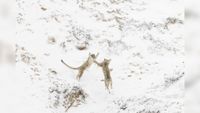 Two snow leopards in Northern India fighting 