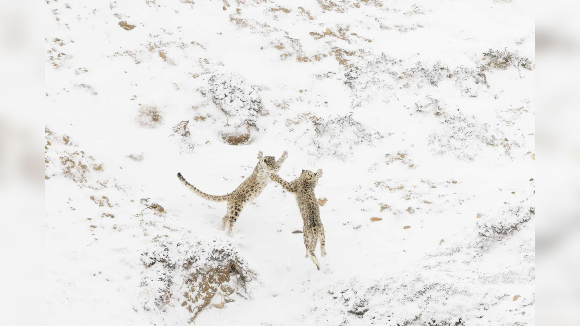 Nature Photographer of the Year 2024 winner captures "holy grail of wildlife photography"