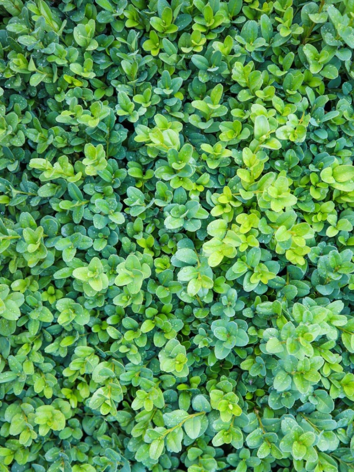 Boxwood Shrub With Decline Disorder