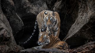 Bengal tigers in Bandhavgarh National Park, Madhya Pradesh, India, by Paul Goldstein (Image credit: © Paul Goldstein)
