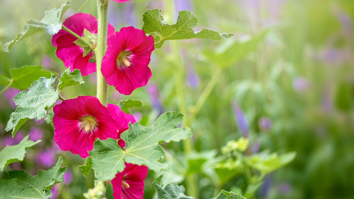 I Grow This Pretty Flower For My Borders – But It's Also My Secret To Brighter Blond Hair