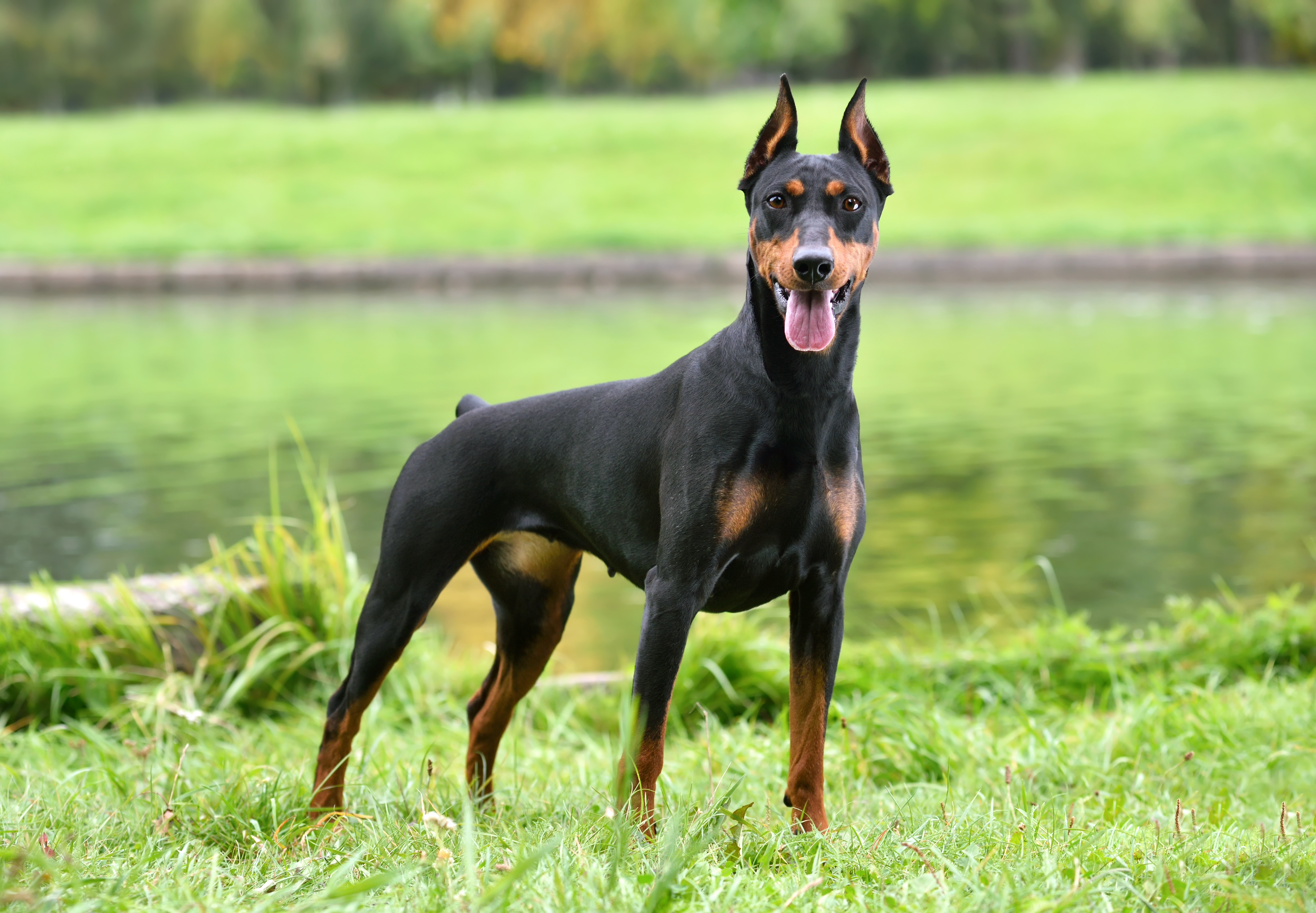 Doberman Pinscher standing in front of pond