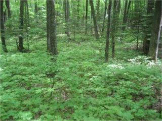 invasive earthworms are destroying the Great Lakes Forests