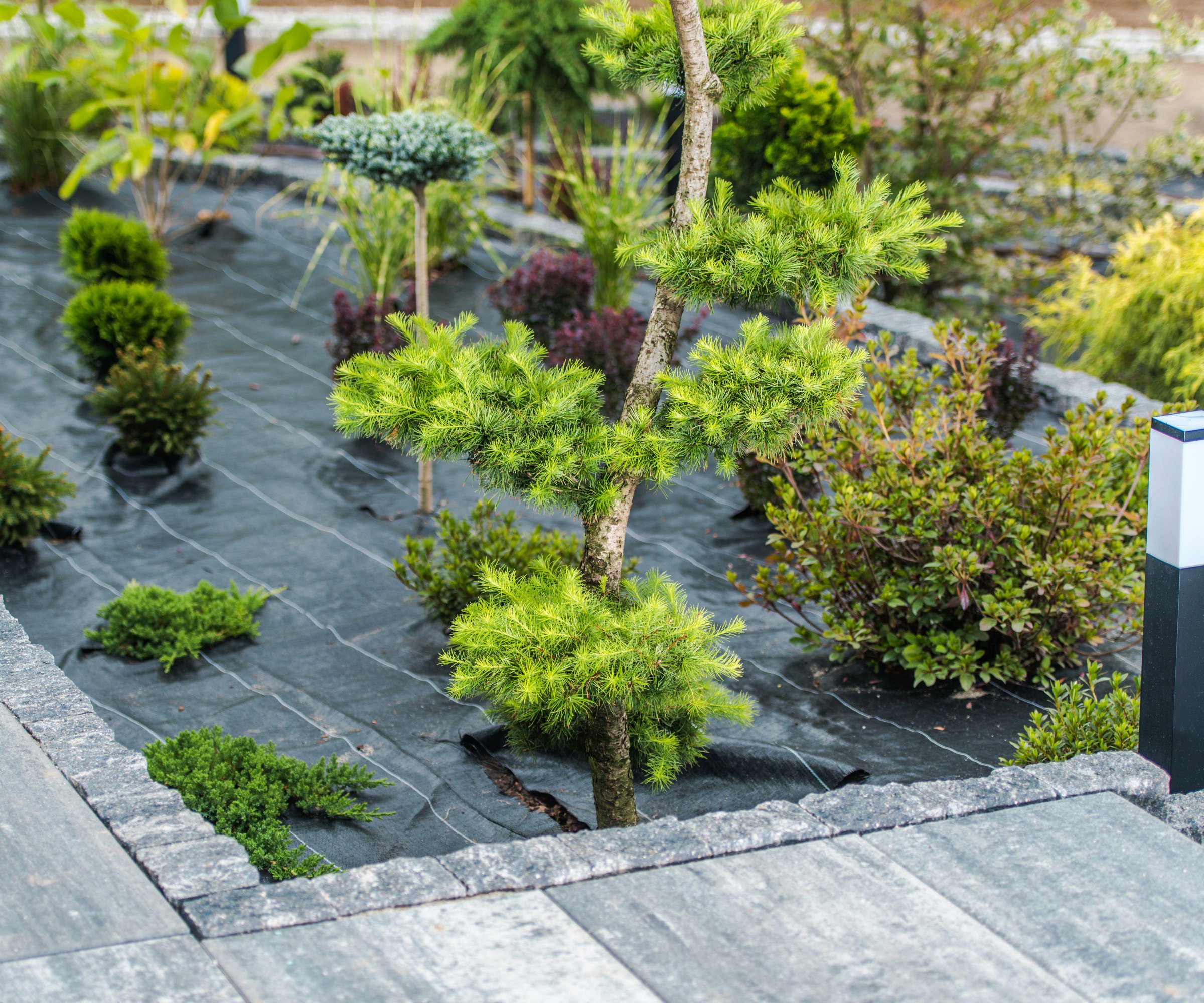 Trees and shrubs growing through landscaping fabric