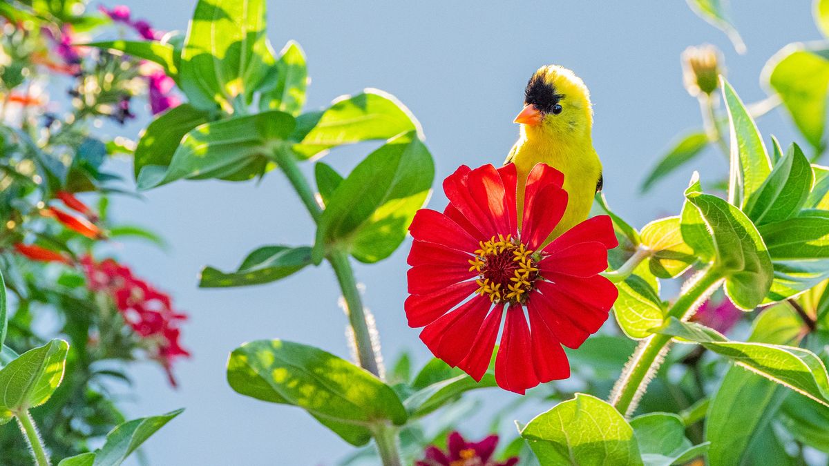 What Your Backyard Birds Need this June to Thrive – 7 Easy Ways You Can Keep Them Visiting All Summer Long
