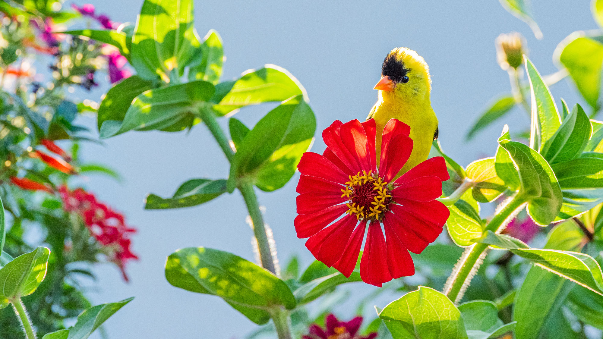 goldfinch juvenile bird sitting on red zinnia in garden
