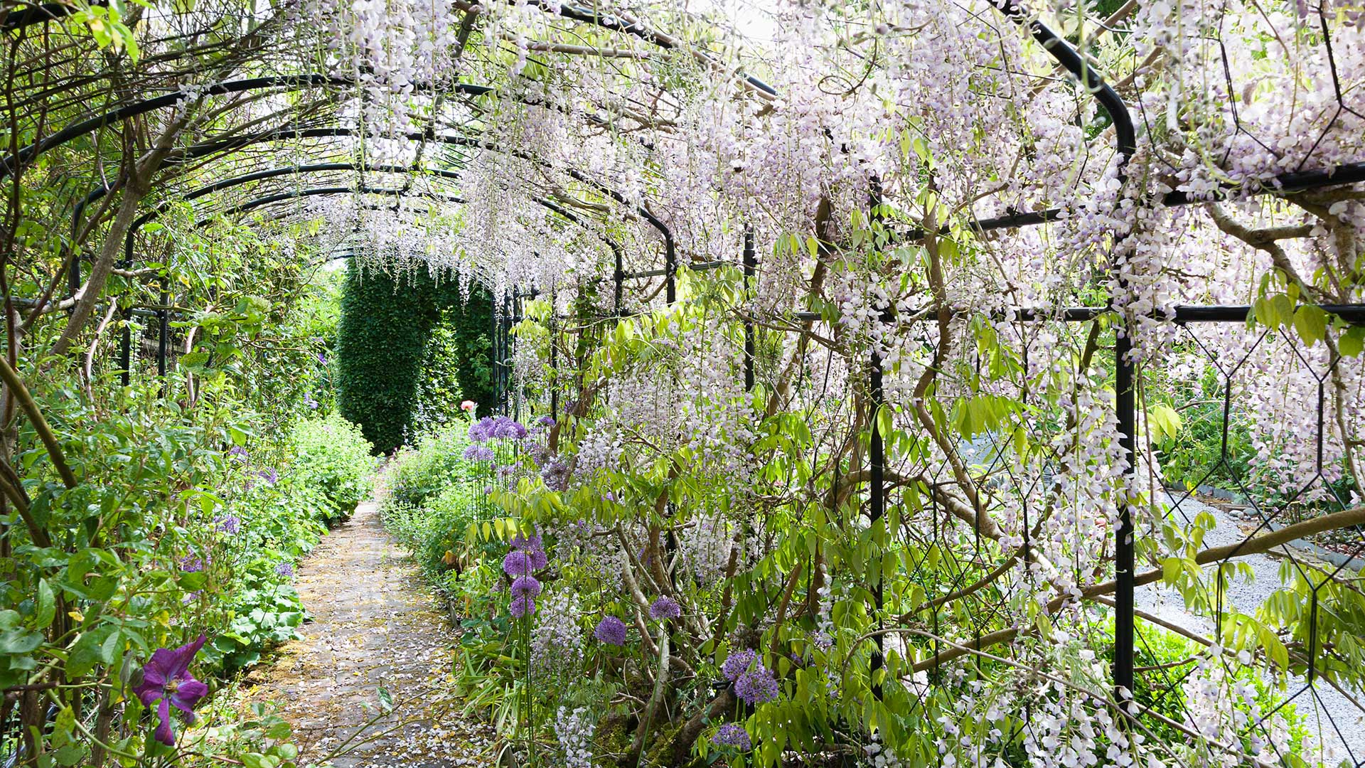Agriframes monet pergola with wisteria