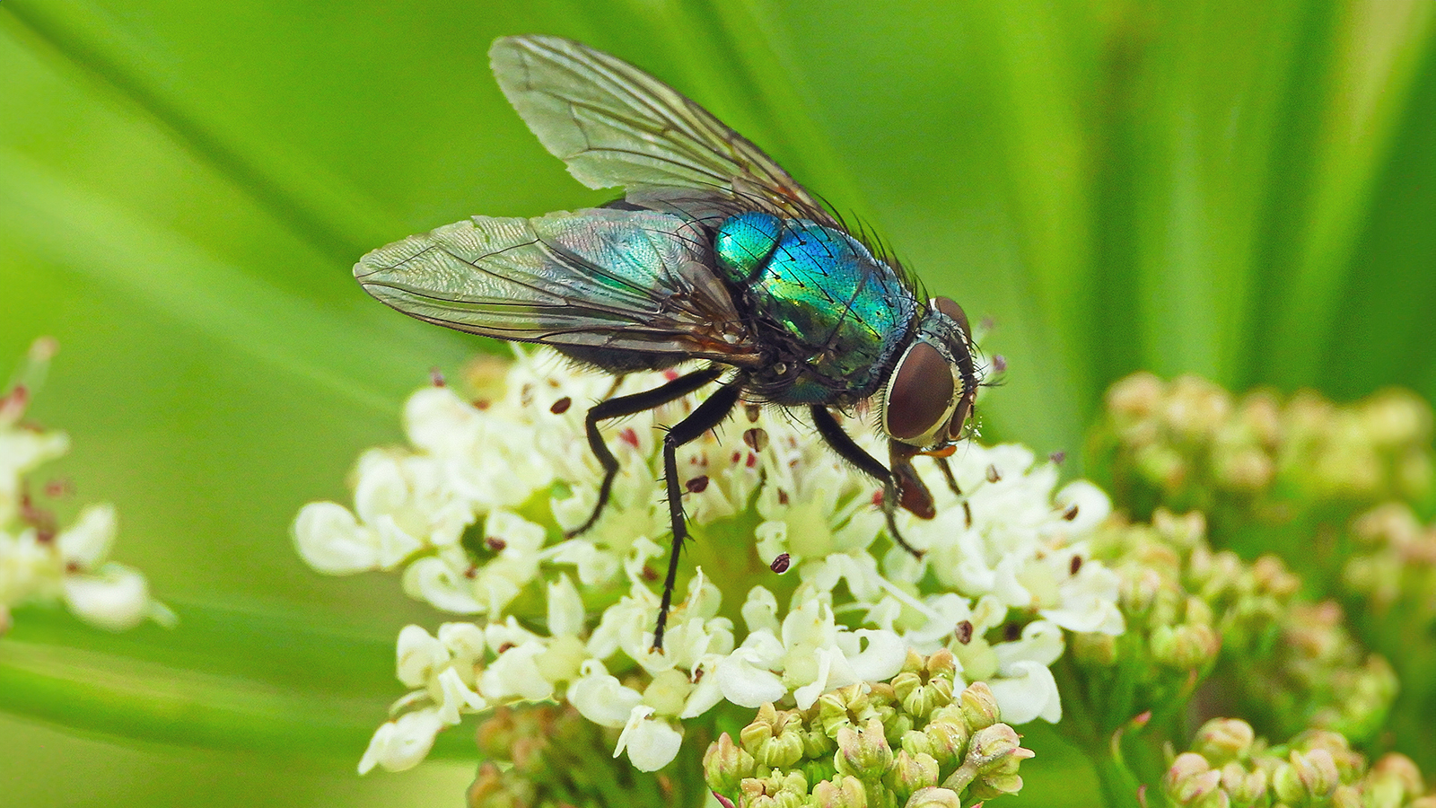 Housefly on flower
