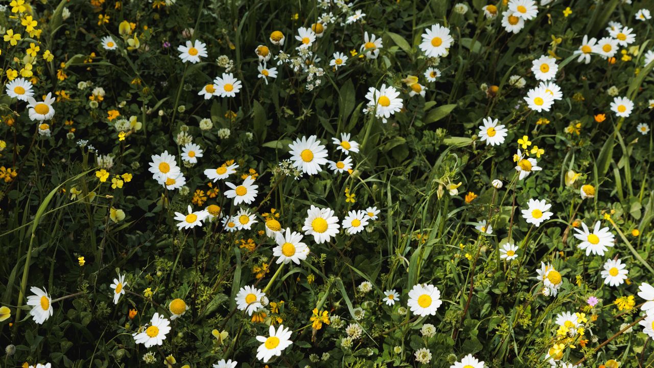 Chamomile lawn