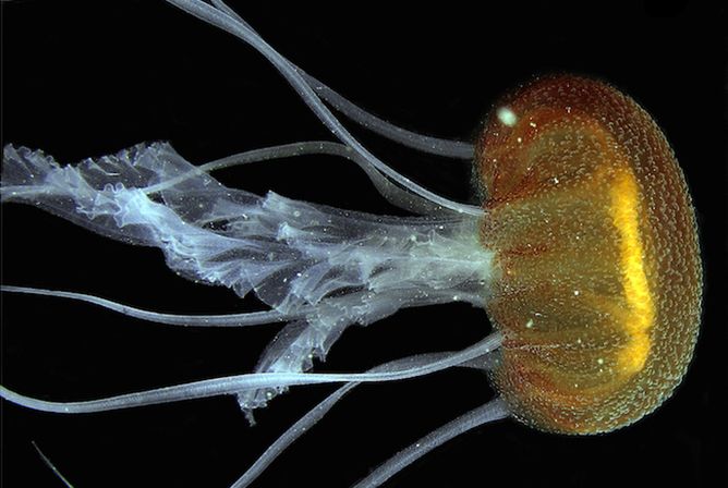 New jellyfish species Pelagia benovici