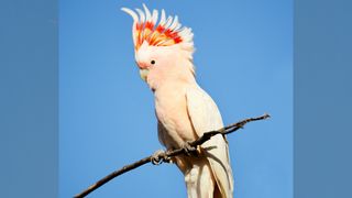 A pink cockatoo (Lophochroa leadbeateri), one of Australia's iconic desert species.