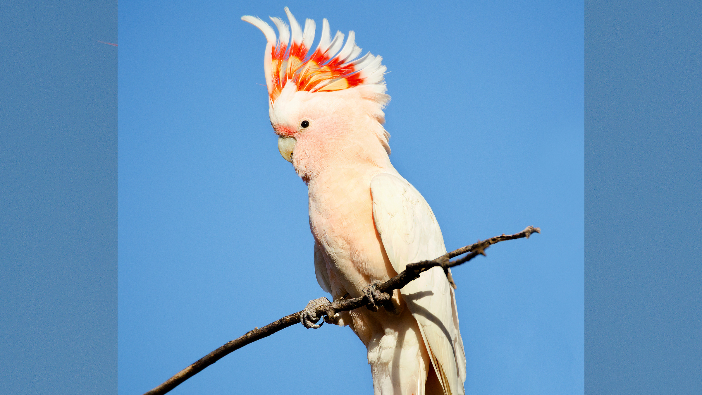 A pink cockatoo (Lophochroa leadbeateri), one of Australia's iconic desert species.