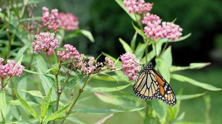 butterfly on swamp milkweed