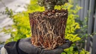 picture of root bound plant