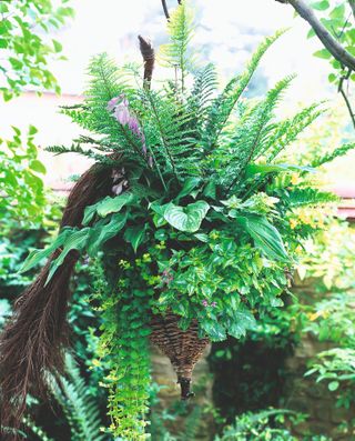 hanging basket ideas: shade tolerant plants in a hanging basket